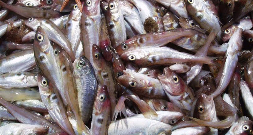 haddock