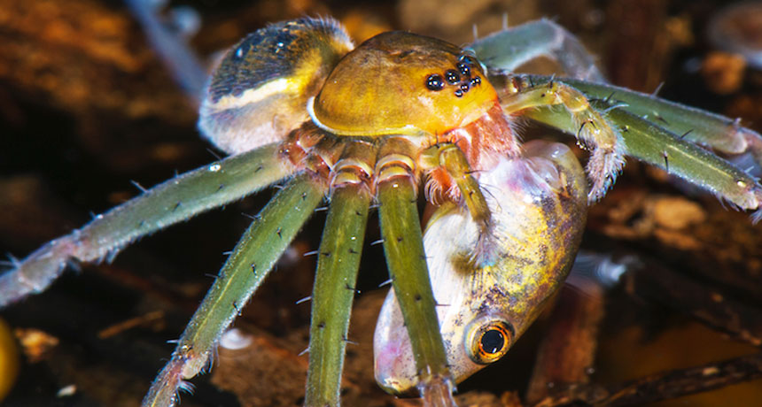 fishing spider eating a tadpole