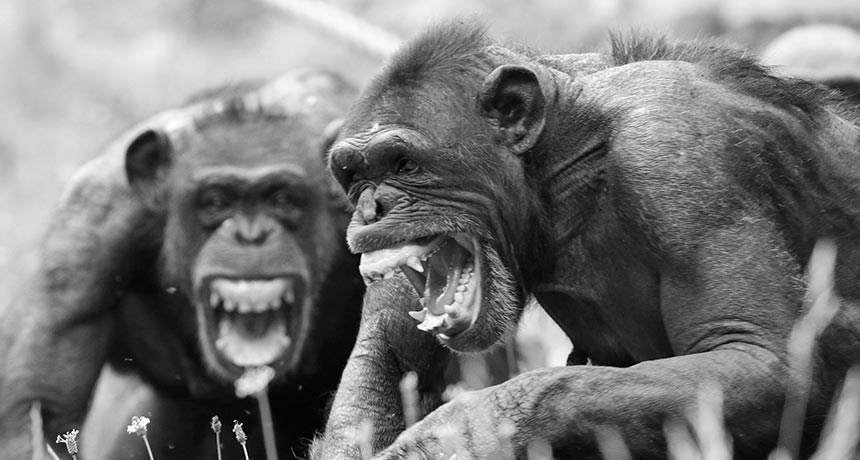 Chimps screaming