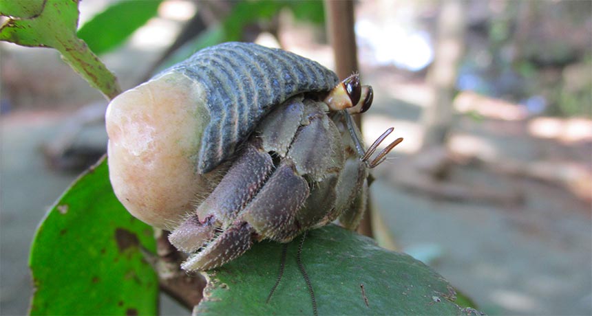 a photo of a land hermit crab perched on a leaf
