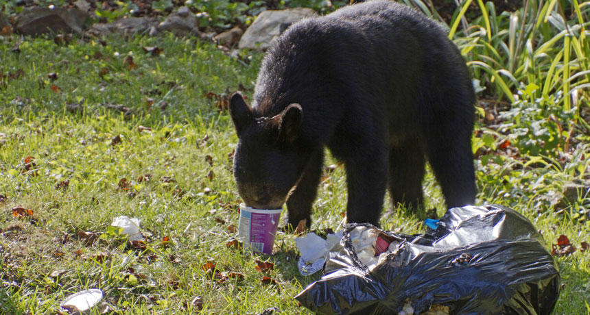 Black Bears Eating