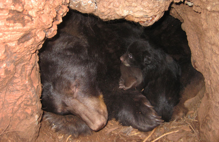 female black bear