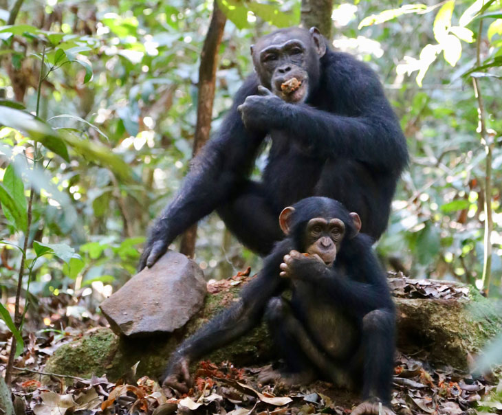 chimp