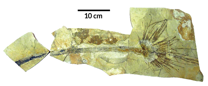 fossilized palm