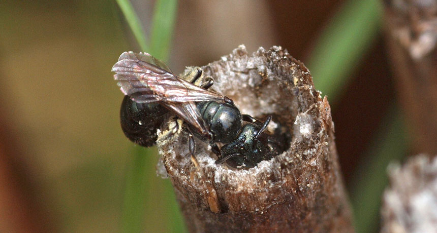 male bee