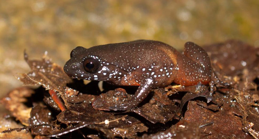 starry dwarf frog