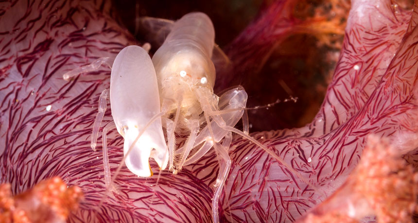 snapping shrimp