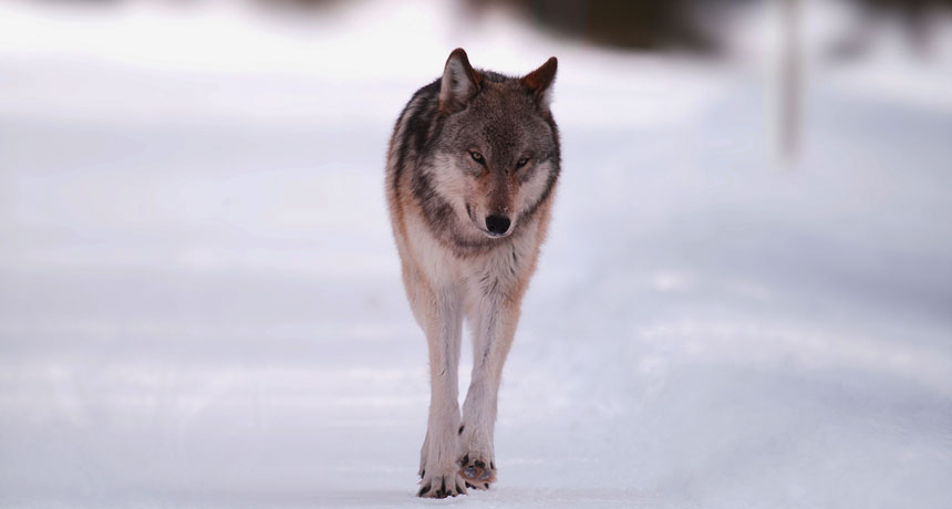 gray wolf