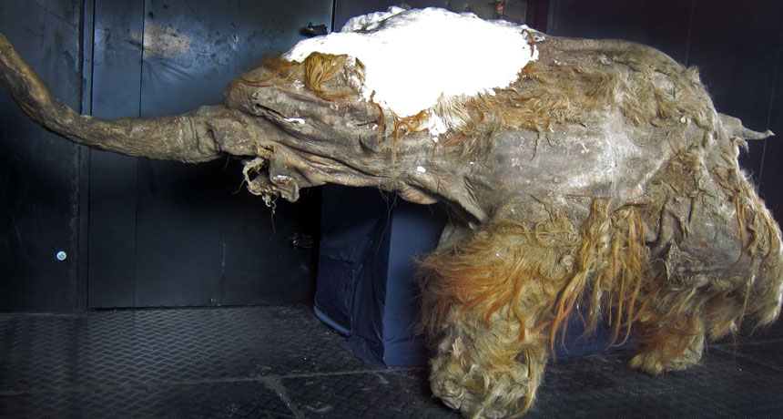 Siberian mammoth