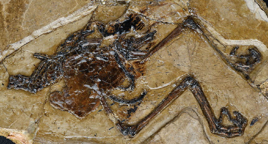 fossil egg