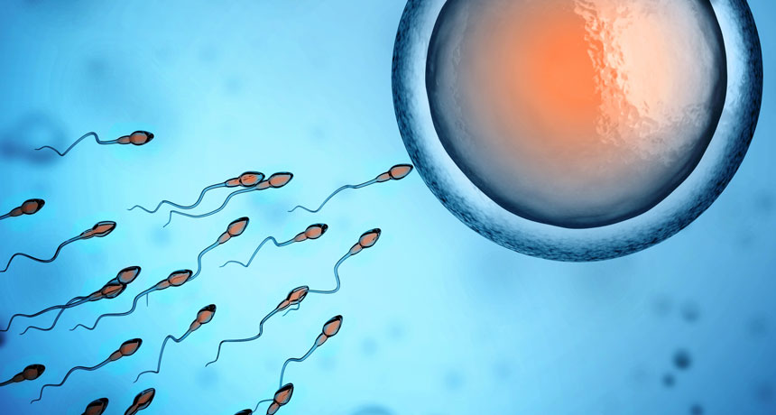 sperm heading for an egg