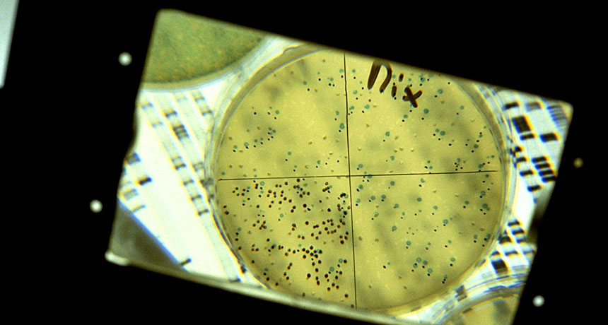 virus replication