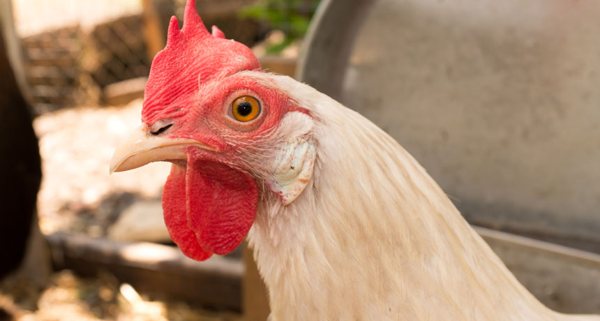 Leghorn chicken