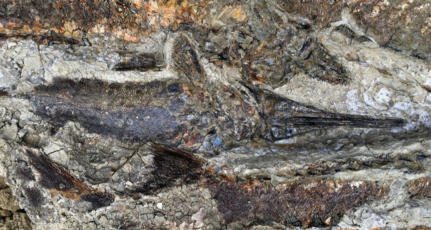 fossil fish