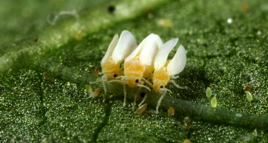 Silverleaf whiteflies