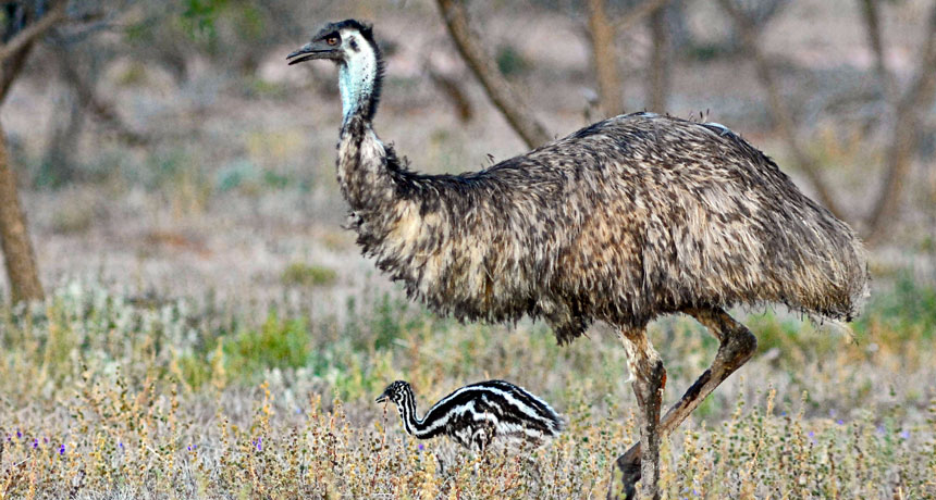 How emus and ostriches lost the ability to fly | Science News