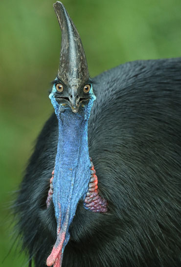 adult cassowary