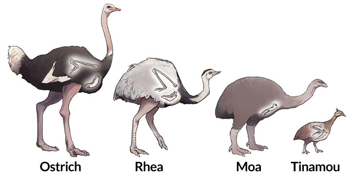 flightless birds