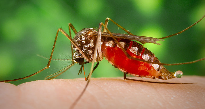 Testing mosquito pee could help track the spread of diseases