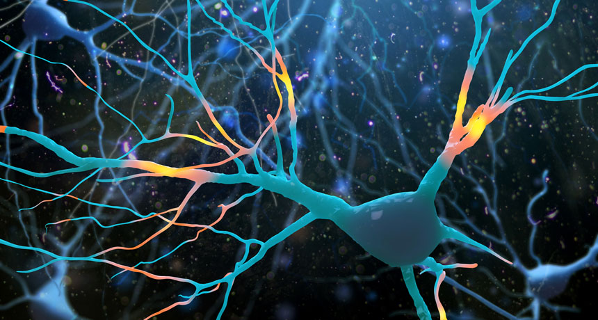 nerve cells