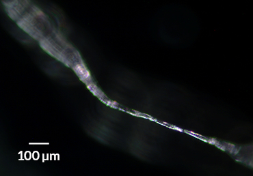 a microplastic fiber