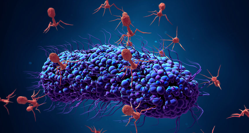 phage virus attacking bacteria