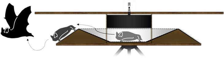 bat device