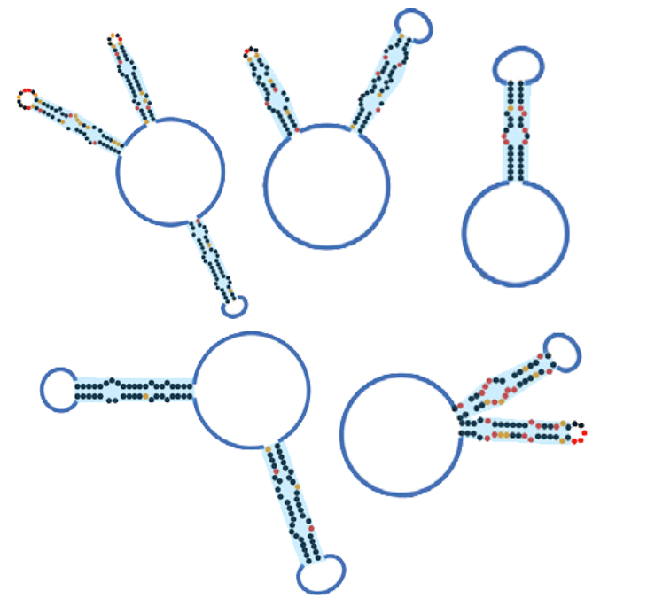circular RNA diagram