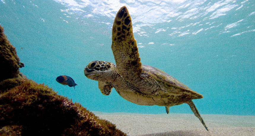 Green Sea Turtle Population Chart