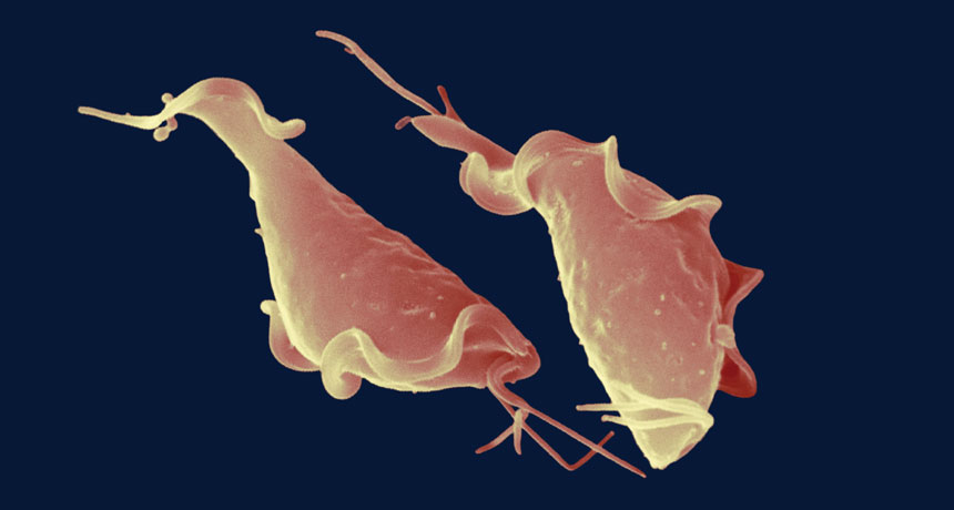 bacterii genitale regime detox 3 jours raisin