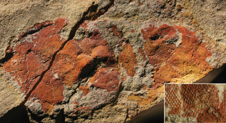 Anomalocaris fossil