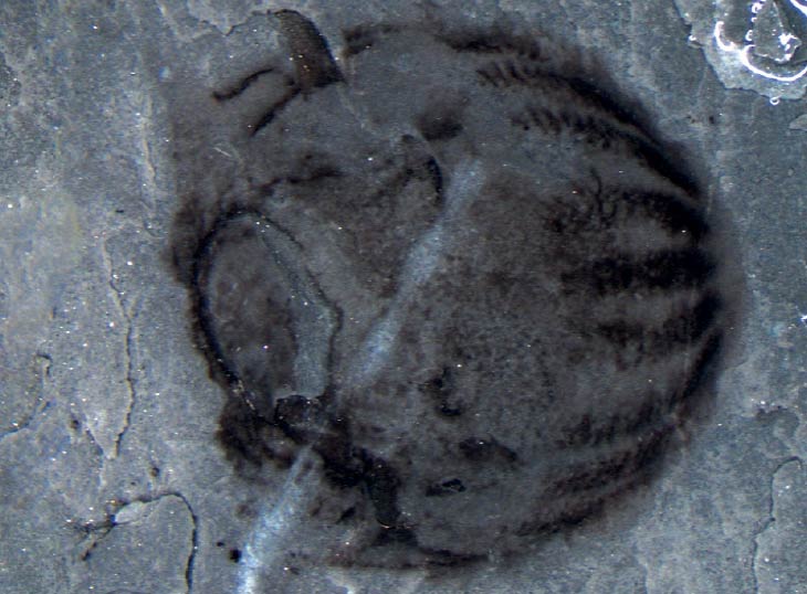 Ctenophore fossil