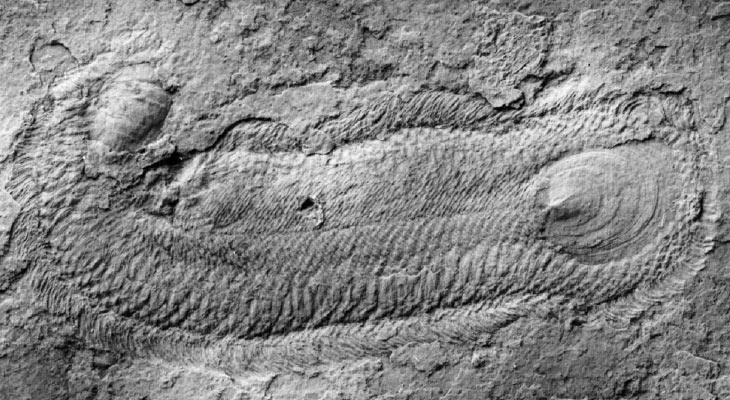 Halkieria fossil