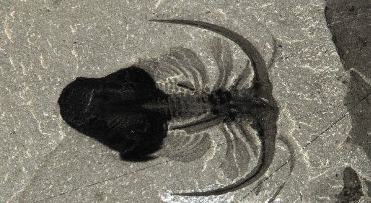 Marrella fossil