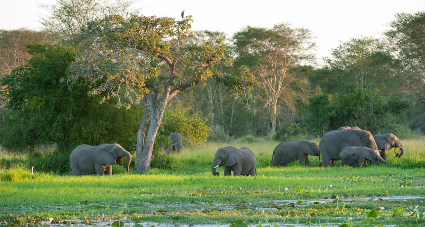 Gorongosa elephants