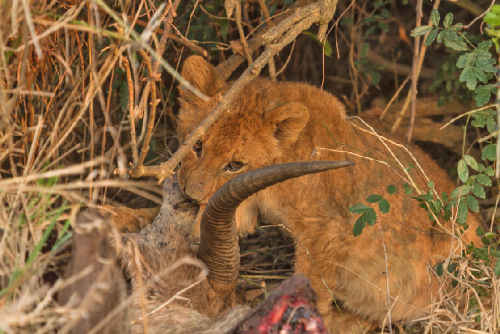 lion cub eating