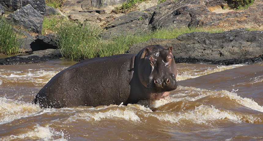 Hippo poop cycles silicon through the East African environment