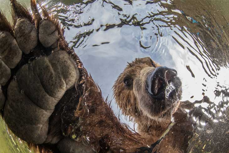 brown bear