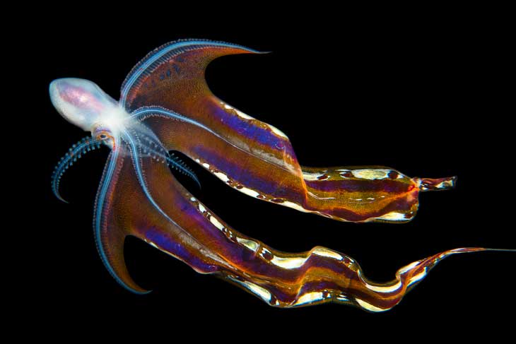 palmate octopus
