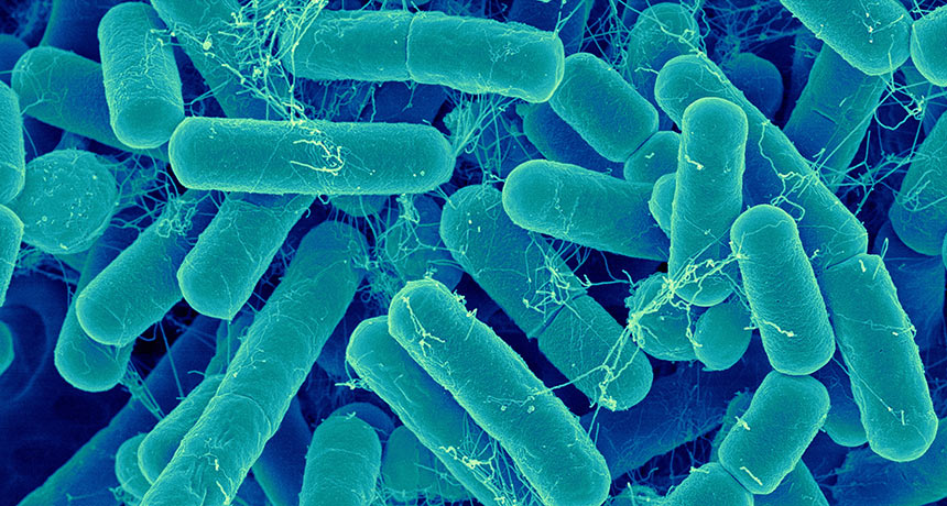 A gut bacteria transplant may not help you lose weight | Science News