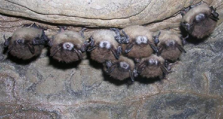 bats hibernating