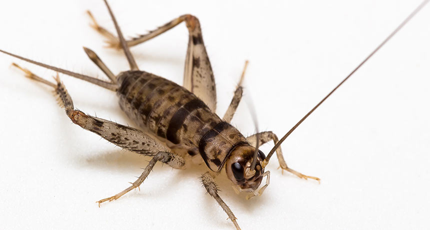 a photo of a cricket