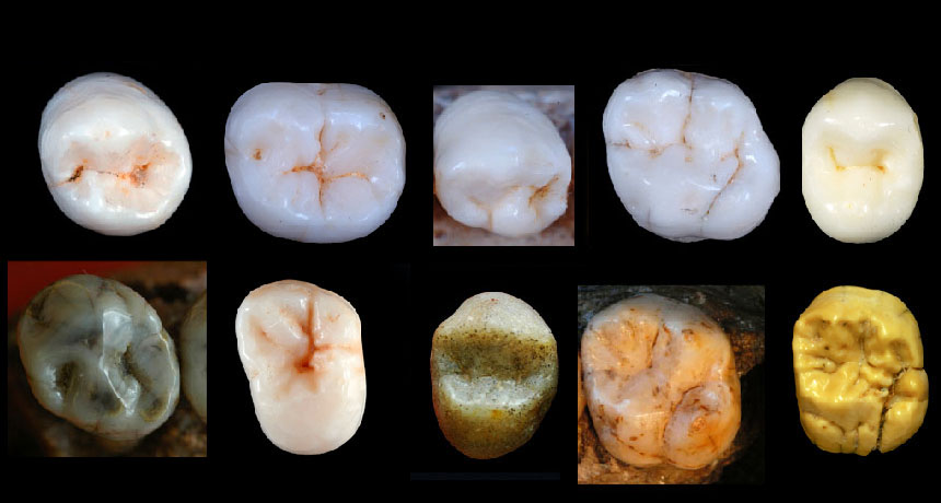 Fossil teeth put human-Neandertal split about 1 million years ago | Science  News