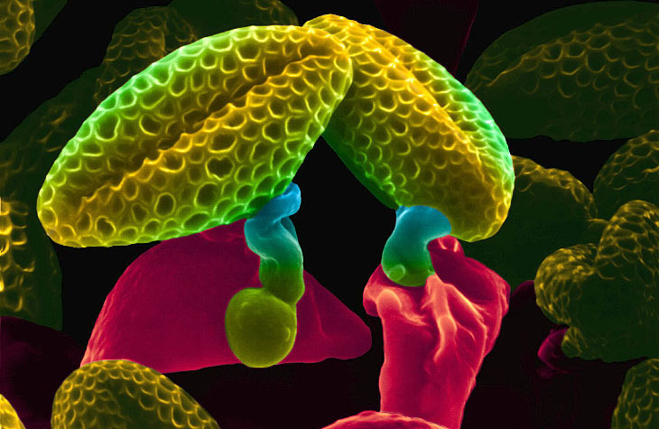 pollen SEM
