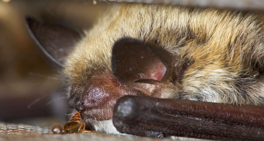 Bloodthirsty bedbugs have feasted on prey for 100 million years Bloodthirsty bedbugs have feasted on prey for 100 million years