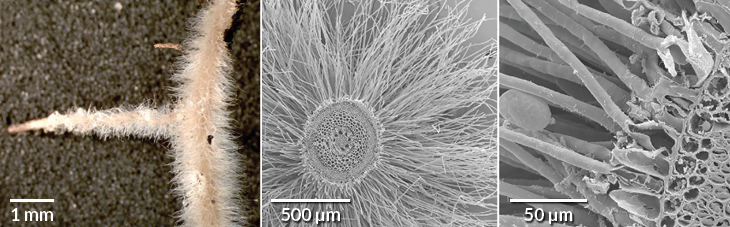 SEM of root hairs on a cress root - Stock Image - B705/0075 - Science Photo Libr