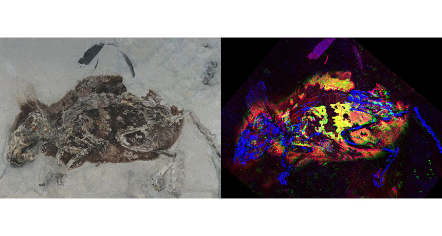 Signs of red pigment were spotted in a fossil for the first time