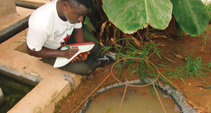 mosquito research