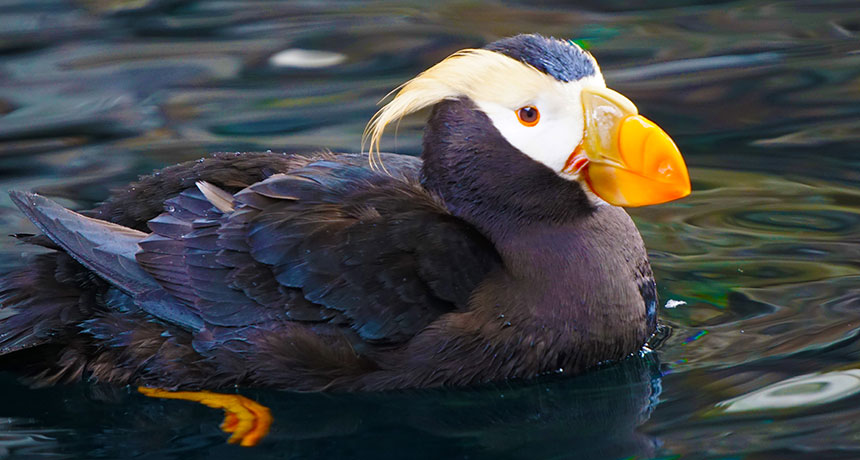 A bellwether of climate change, puffins are struggling to survive