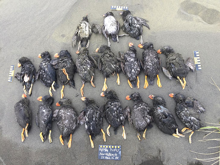puffins